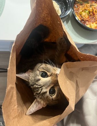 Allycxt / Allycatofficial / Rxsiec.t Nude Leaks Onlyfans  – Leaked Models