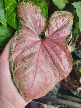 u213919435 Nude Leaks OnlyFans Photo 32