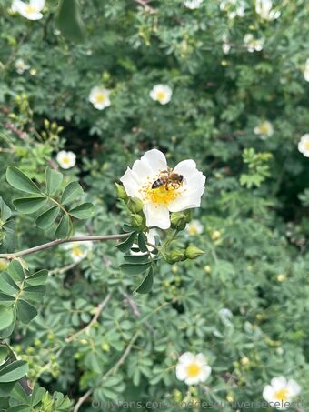 goddessuniverseceleste Nude Leaks OnlyFans Photo 14