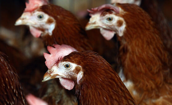 Camille Dhont Nude Leaks OnlyFans Photo 5